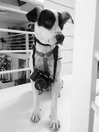 Nikita Mascotte di 10 Watt Location Milano